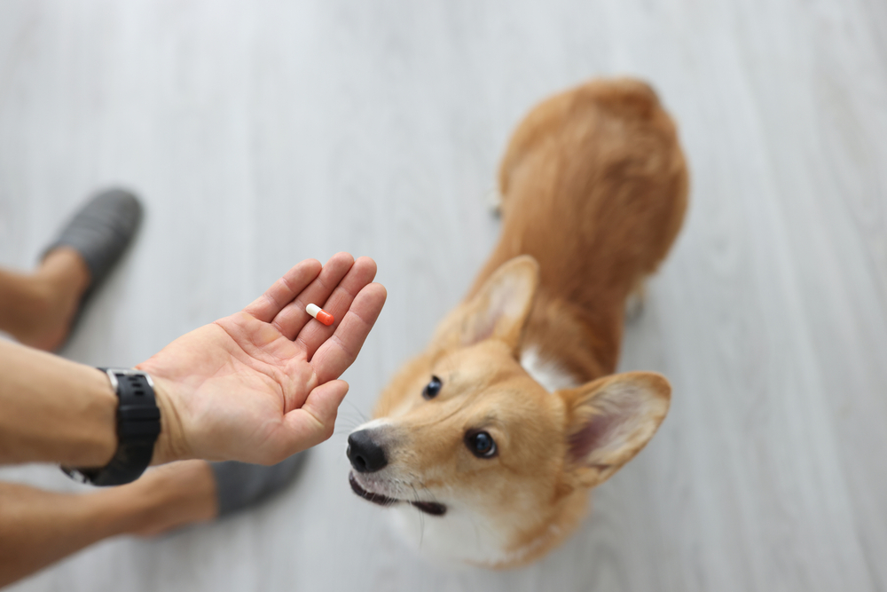 pawfy reviews